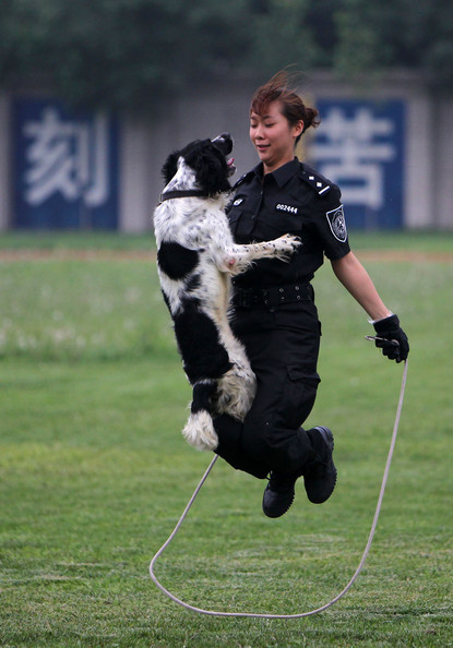 乖乖狗宠物训练,家有萌宠训犬日常