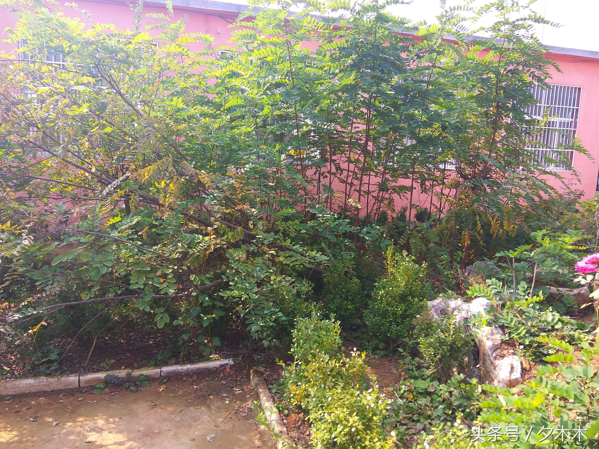 兰陵小学有哪些,兰陵小学开学最新通知