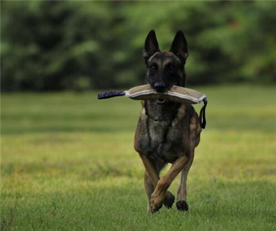 马犬什么时候发情？母马犬发情期的管理方法介绍！