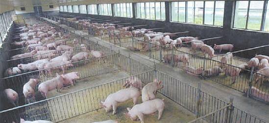 猪流行性感冒（猪流感）用中西兽药防治方案