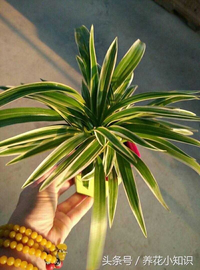 油烟重地一样能够充满绿色，油烟的克星！