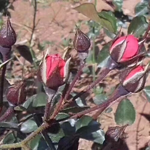 菊花和玫瑰花茶的作用与功效,经期喝玫瑰花茶的功效与作用