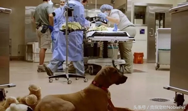 宠物呼吸麻醉机怎么用视频,宠物呼吸麻醉过程
