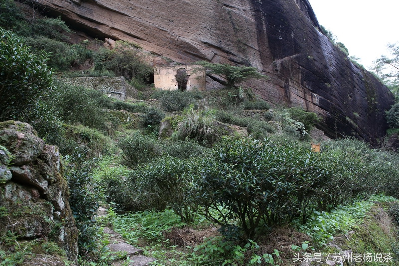 老杨说茶最新视频,老杨说茶岩茶