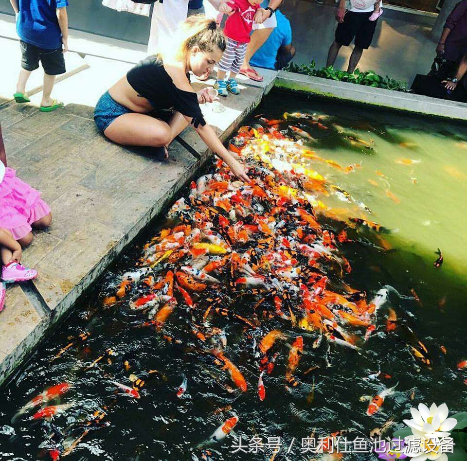 渔夫与美人鱼的故事,美人鱼和小鱼的故事文字