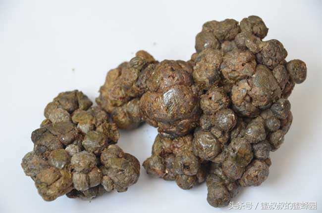 蜂农采集的蜂胶能直接食用吗,蜂胶是蜜蜂怎么采集的