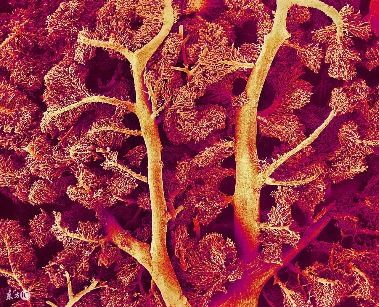 光疗科普,红蓝光照射的原理及距离