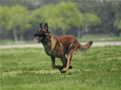 马犬什么时候发情？母马犬发情期的管理方法介绍！