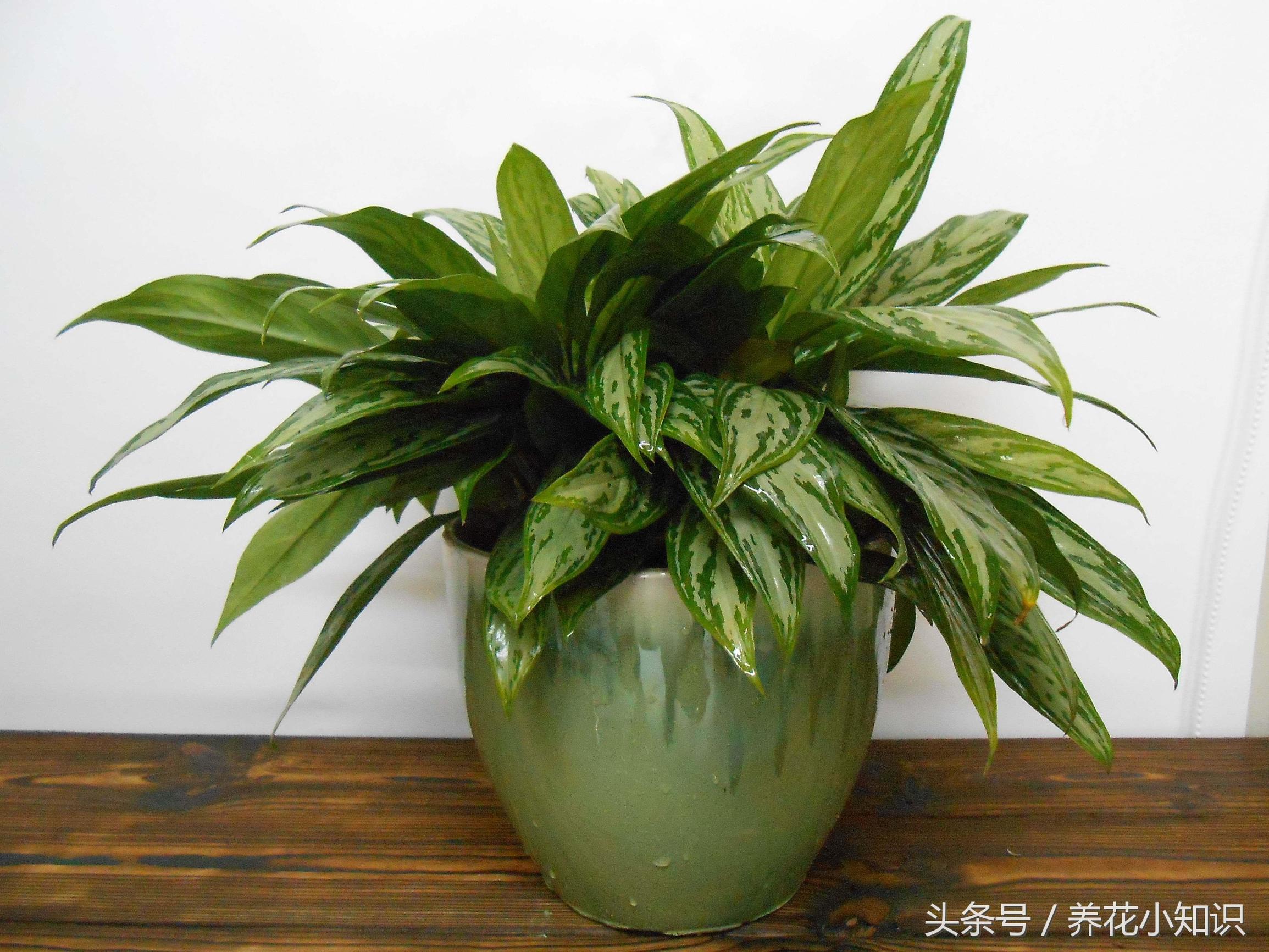 油烟重地一样能够充满绿色，油烟的克星！