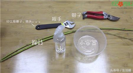 扦插不浇水容易出根,扦插不晾根能活么