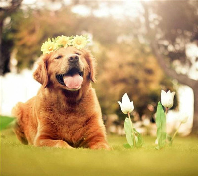 三个月的金毛吃什么食物,金毛幼犬饮食