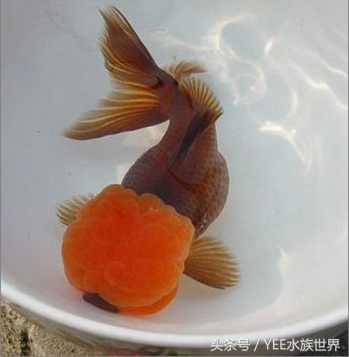 鱼缸里也有“黄金屋”,说不定哪天你会培育出稀有品种!