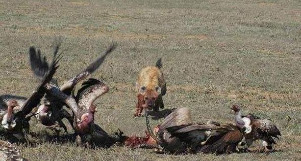 “掏肛”二哥继“平头哥”后又一位扛把子