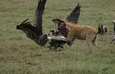 “掏肛”二哥继“平头哥”后又一位扛把子