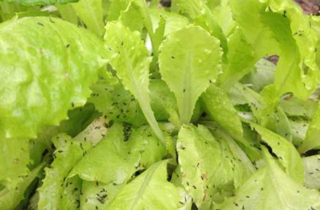 8个妙招防治蔬菜蚜虫，蚜虫无处可逃！
