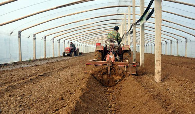 8个妙招防治蔬菜蚜虫，蚜虫无处可逃！