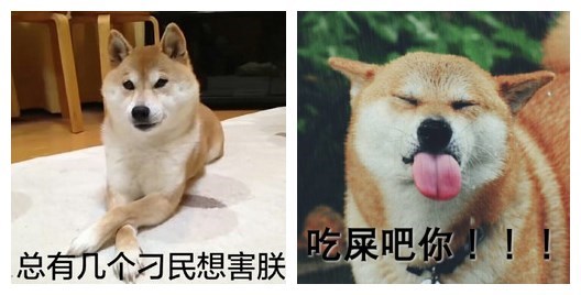 到底孕妇能不能养宠物,怀孕养宠物对胎儿有什么影响