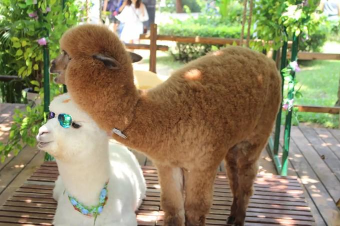 预支一段未来的旅行，带着父母去度假——三亚