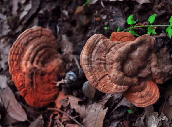 山里这些好吃又难寻的“野味”你认识几种？其中有种像珍珠