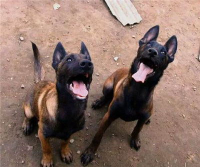 马犬什么时候发情？母马犬发情期的管理方法介绍！