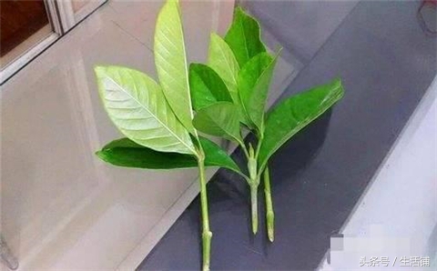 扦插不浇水容易出根,扦插不晾根能活么