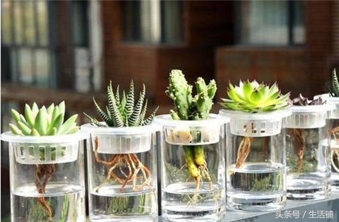 扦插不浇水容易出根,扦插不晾根能活么