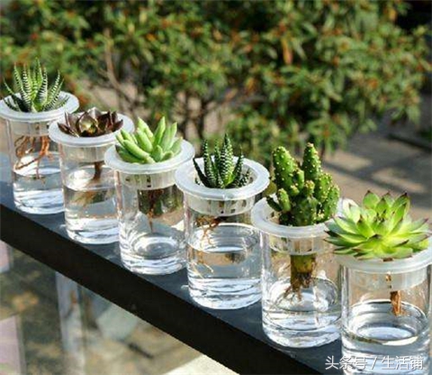 扦插不浇水容易出根,扦插不晾根能活么