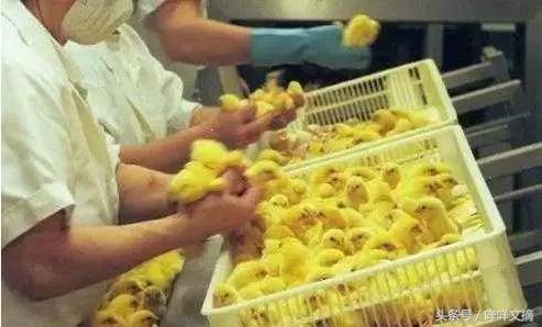 你还见过哪些奇葩职业,19个奇葩职业