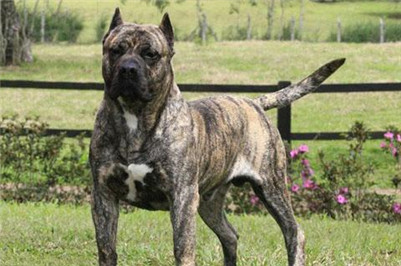 加纳利犬吃什么食物,加纳利吃什么食物最好