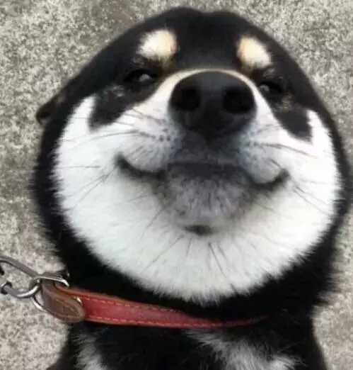 这只浑圆邪魅的黑色柴柴，这样的大饼脸，我一口可以吃两个！