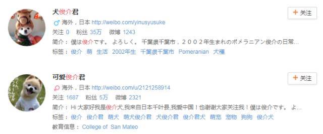 日本网红俊介犬,日本网红柴犬俊介