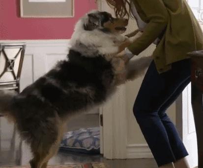 日本网红俊介犬,日本网红柴犬俊介