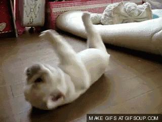 日本网红俊介犬,日本网红柴犬俊介