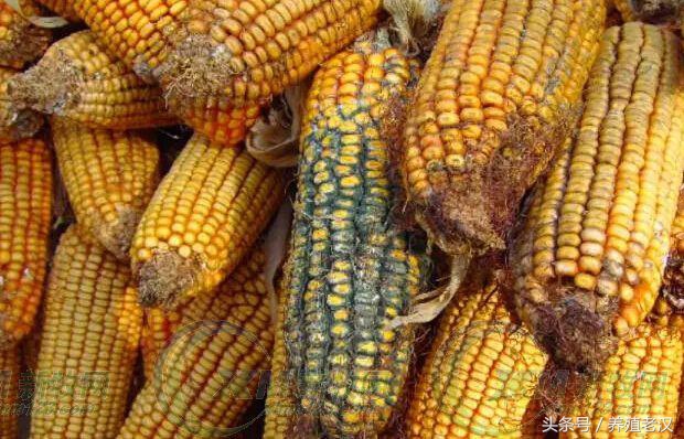 养殖去霉剂,霉菌毒素脱霉剂的种类及选择方法