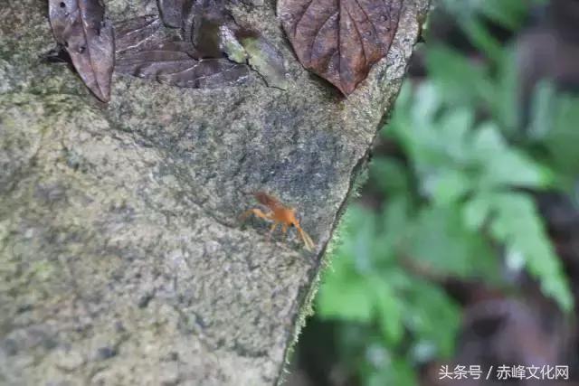 枯草霜花白寒窗月影是什么意思,枯草霜花白寒窗月影新的意思