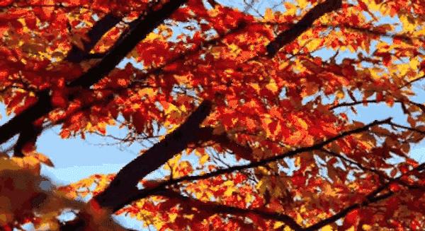 枯草霜花白寒窗月影是什么意思,枯草霜花白寒窗月影新的意思