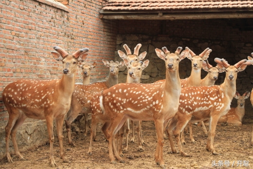 新手养鹿需要注意什么,养鹿注意什么最好