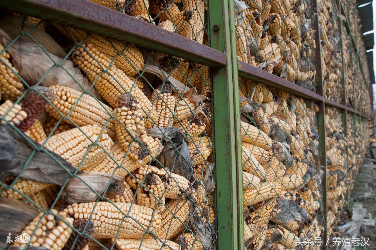 养殖去霉剂,霉菌毒素脱霉剂的种类及选择方法