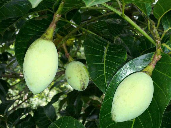 什么样的腌制水果不能吃,一种水果不能生吃