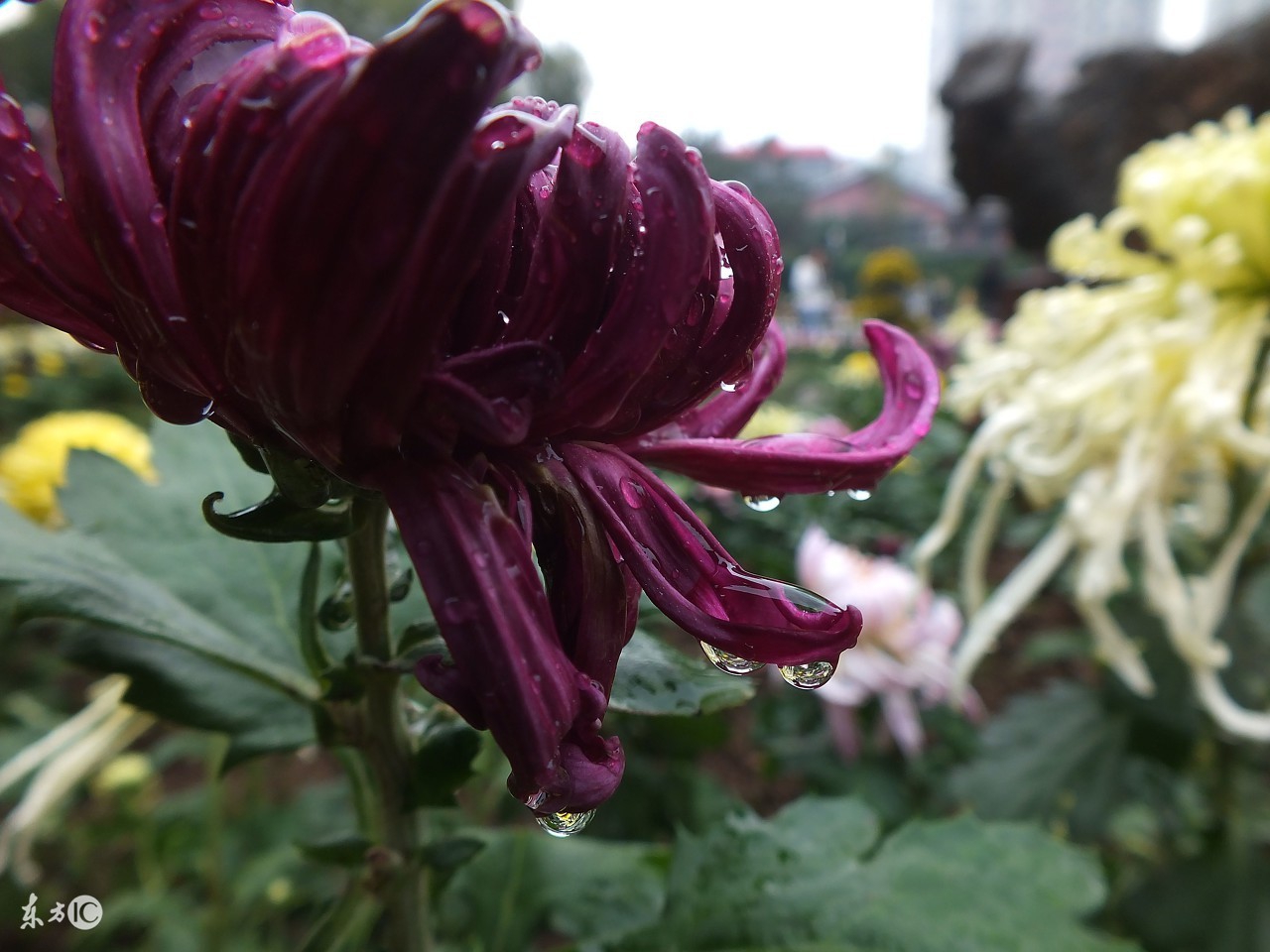 菊花唯美诗句图,关于菊花的诗句图片