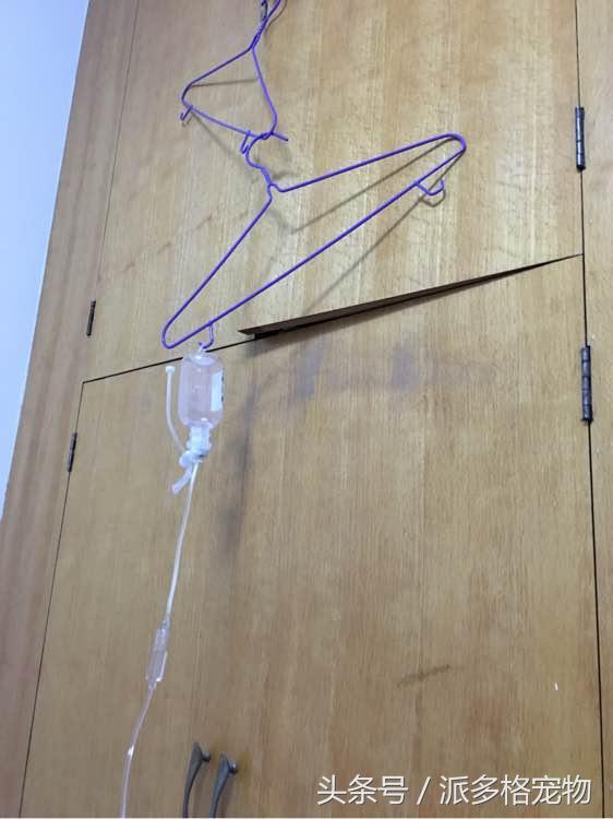 捡到一只小金毛,夫妻俩救助一只濒死的小金毛