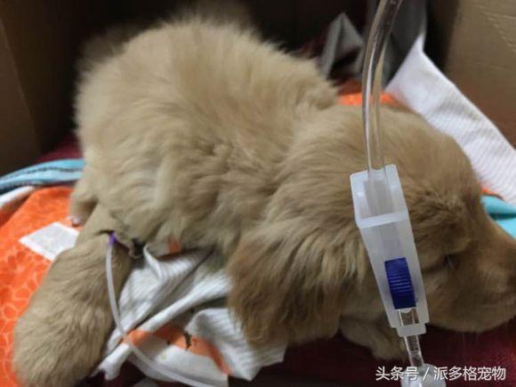 捡到一只小金毛,夫妻俩救助一只濒死的小金毛