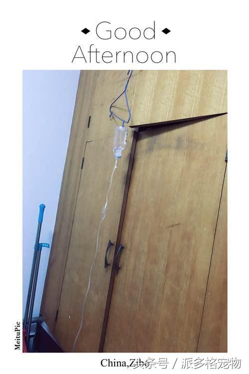 捡到一只小金毛,夫妻俩救助一只濒死的小金毛