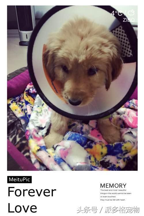 捡到一只小金毛,夫妻俩救助一只濒死的小金毛