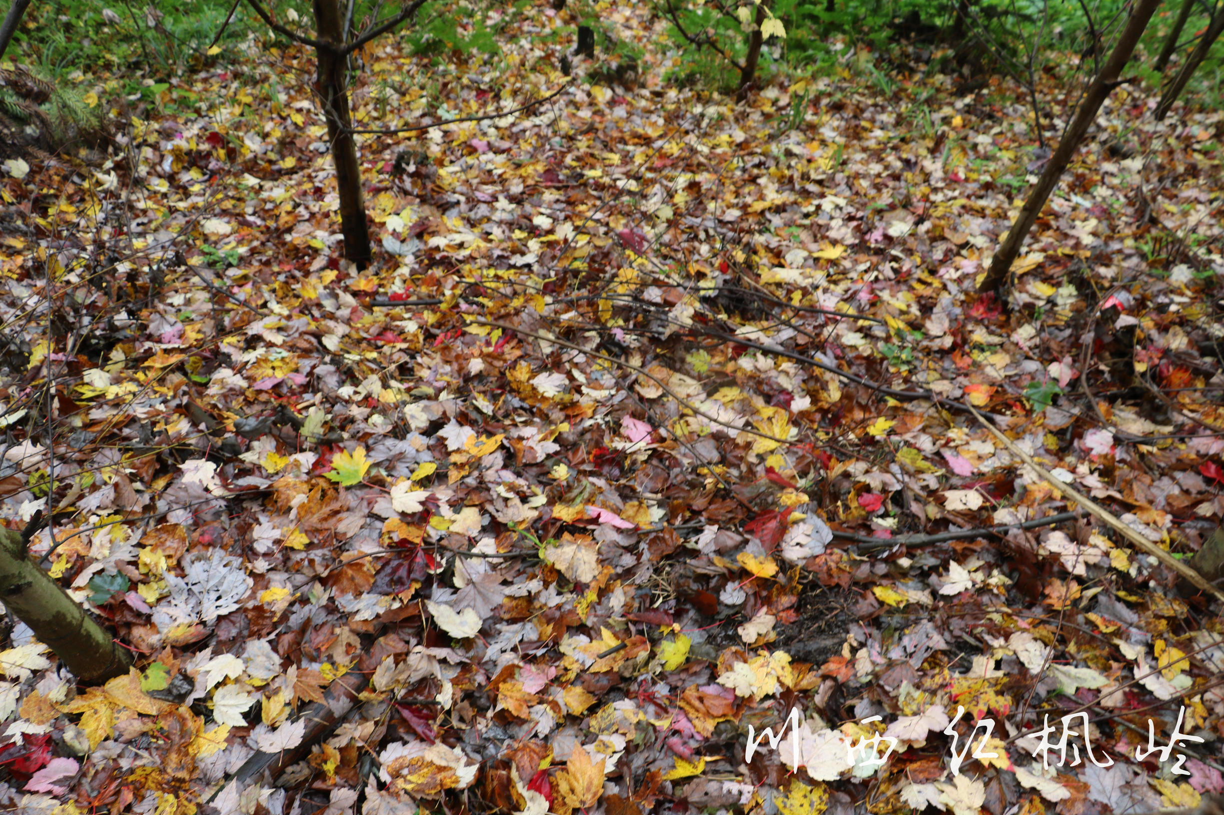 德阳红枫岭旅游,德阳市什邡市红枫岭景区