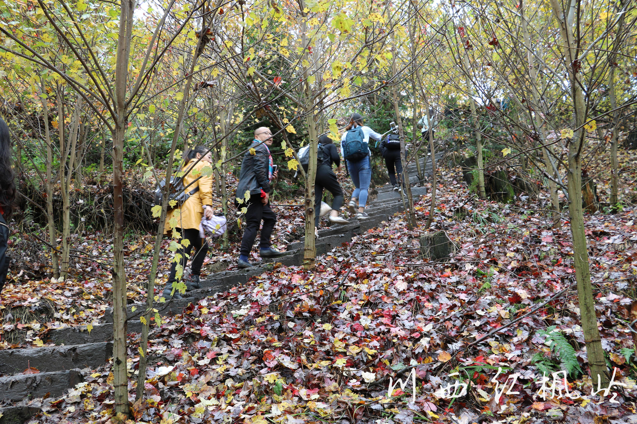 德阳红枫岭旅游,德阳市什邡市红枫岭景区