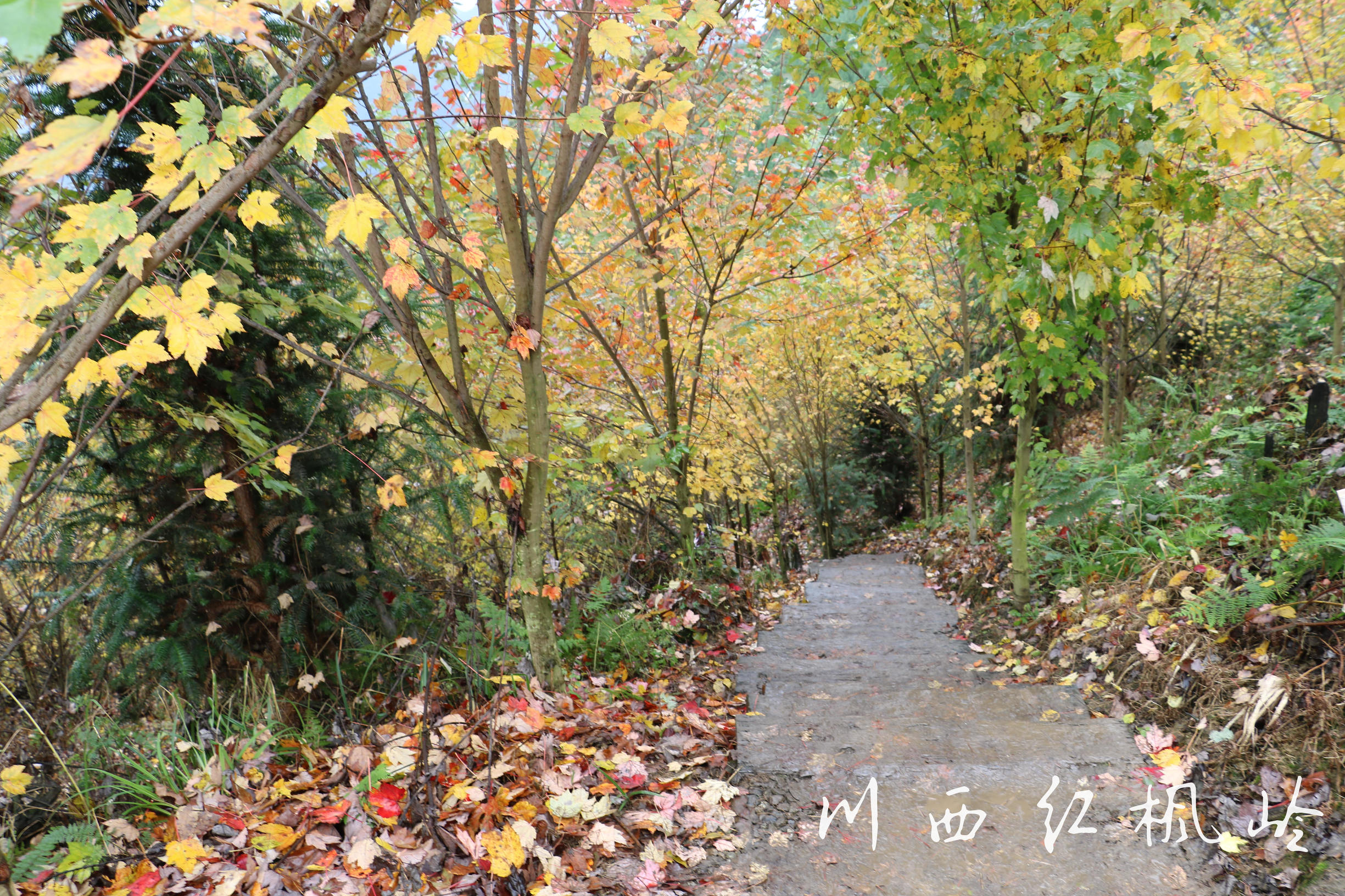 德阳红枫岭旅游,德阳市什邡市红枫岭景区