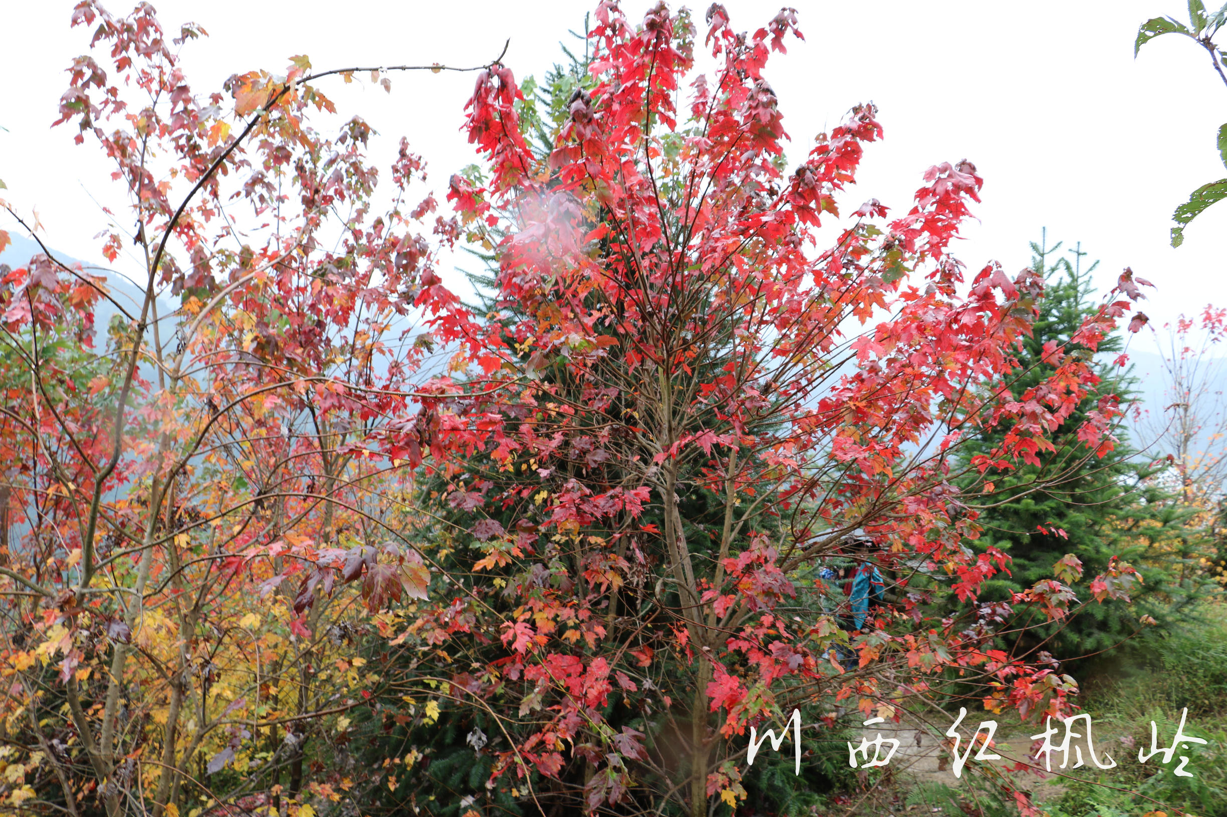 德阳红枫岭旅游,德阳市什邡市红枫岭景区