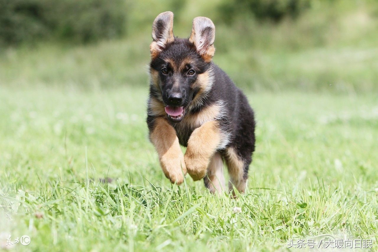 德国牧羊犬疾病狂犬病是最常见的德牧疾病