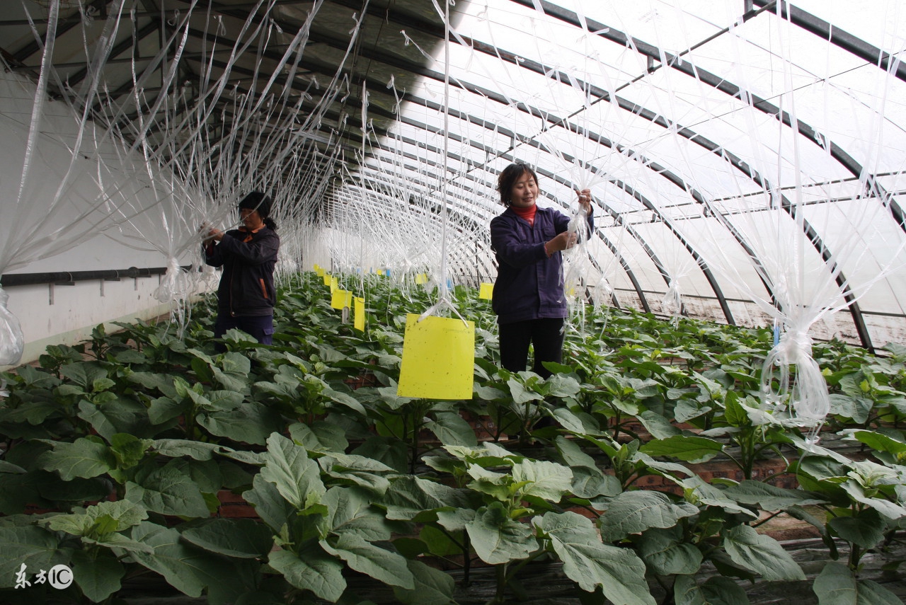 8个妙招防治蔬菜蚜虫，蚜虫无处可逃！